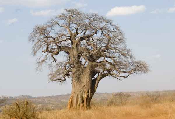 14 - Tanzania - parque nacional de Tarangire, arbol baobab